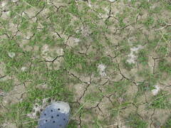 Centipeda aotearoana