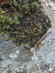 Callicladium imponens