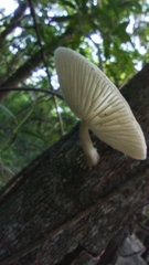Oudemansiella