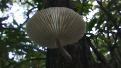 Oudemansiella