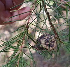 Hakea gibbosa