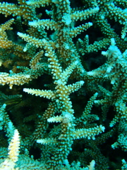 Acroporidae