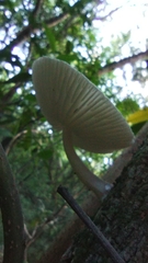 Oudemansiella