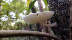 Oudemansiella