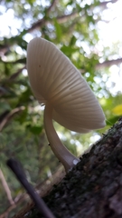 Oudemansiella