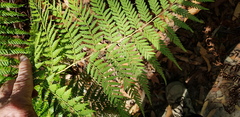 Calochlaena dubia