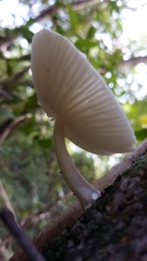Oudemansiella