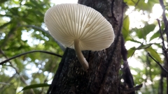 Oudemansiella