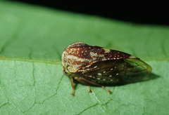 Allodrilus alboferrugineus