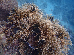 Millepora tenera