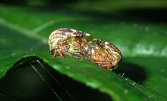 Allodrilus alboferrugineus