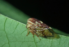 Allodrilus alboferrugineus