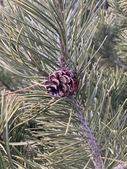 Pinus mugo