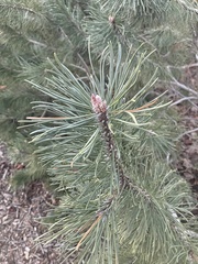 Pinus mugo