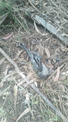 Anthochaera paradoxa