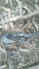 Anthochaera paradoxa