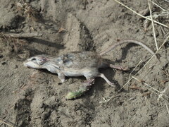 Perognathus parvus