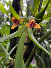 Maxillaria elatior