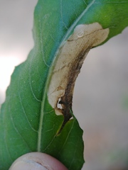 Aristotelia isopelta