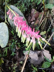 Cavendishia grandifolia