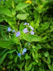 Brunnera