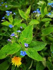 Brunnera