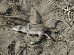 Perognathus parvus