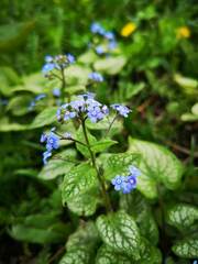 Brunnera