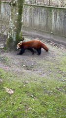 Ailurus fulgens