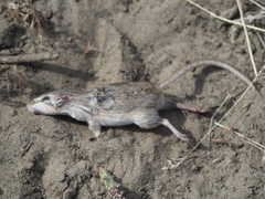 Perognathus parvus