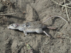 Perognathus parvus