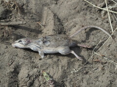 Perognathus parvus