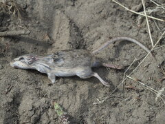Perognathus parvus