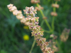 Salvia pratensis