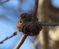 Callirhytis quercuscornigera