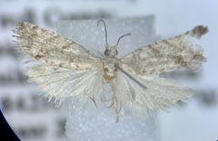 Eucosma baggetti