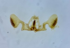 Eucosma baggetti