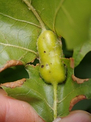 Callirhytis pigra
