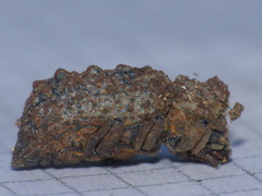Bolitotherus cornutus