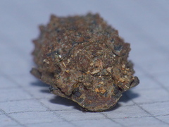 Bolitotherus cornutus