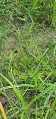 Eleocharis interstincta