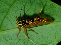 Heteronotus brindleyi