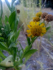 Asteraceae