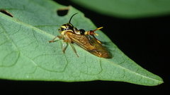 Heteronotus brindleyi