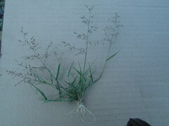 Eragrostis mexicana