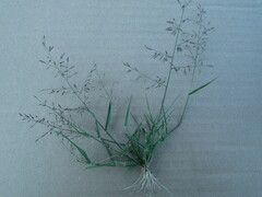 Eragrostis mexicana