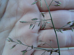 Eragrostis mexicana
