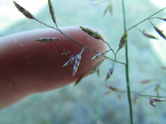 Eragrostis mexicana
