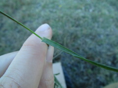 Eragrostis mexicana