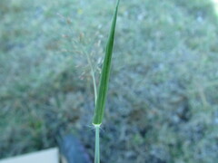 Eragrostis mexicana